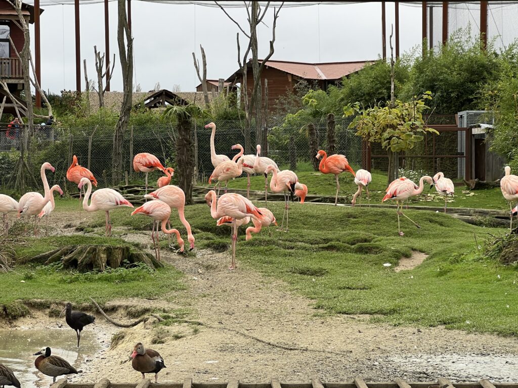 El Día de Los Muertos : Parrot World